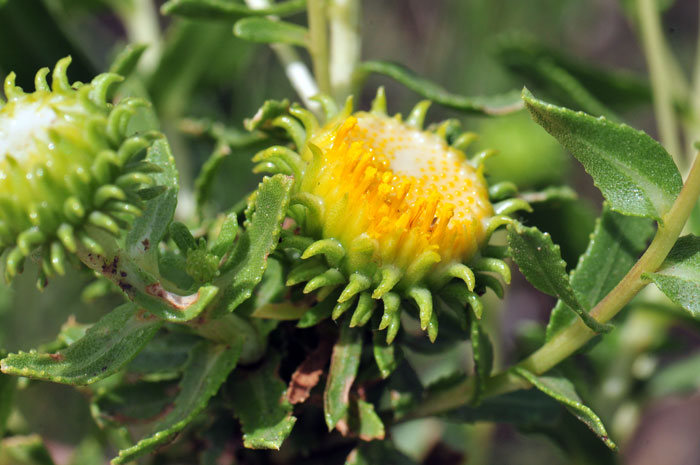 Curlycup Gumweed blooms from July through September or August across its wide geographic range. Grindelia squarrosa
